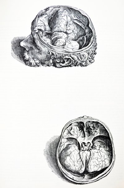 Platene fra den syvende boken til De Humani Corporis Fabrica av Andreas Vesalius