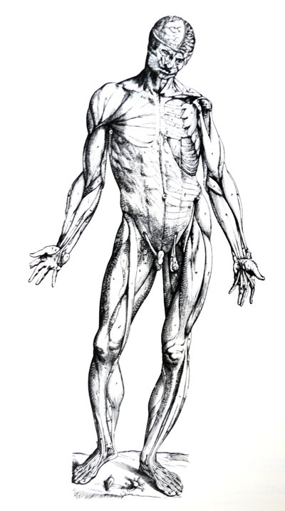 Platene fra den syvende boken til De Humani Corporis Fabrica av Andreas Vesalius