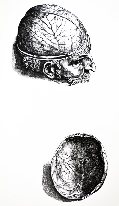 Platene fra den syvende boken til De Humani Corporis Fabrica av Andreas Vesalius