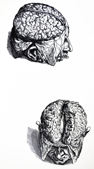 Platene fra den syvende boken til De Humani Corporis Fabrica av Andreas Vesalius