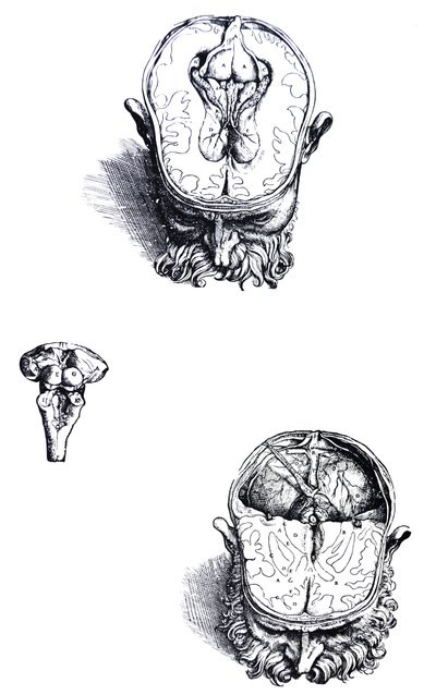 Platene fra den syvende boken til De Humani Corporis Fabrica av Andreas Vesalius