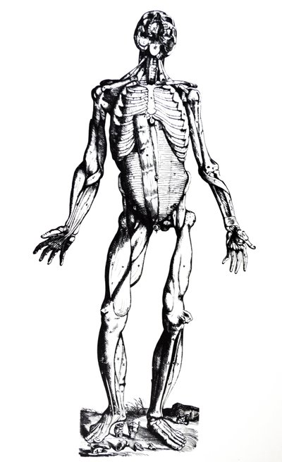 Platene fra den syvende boken til De Humani Corporis Fabrica av Andreas Vesalius