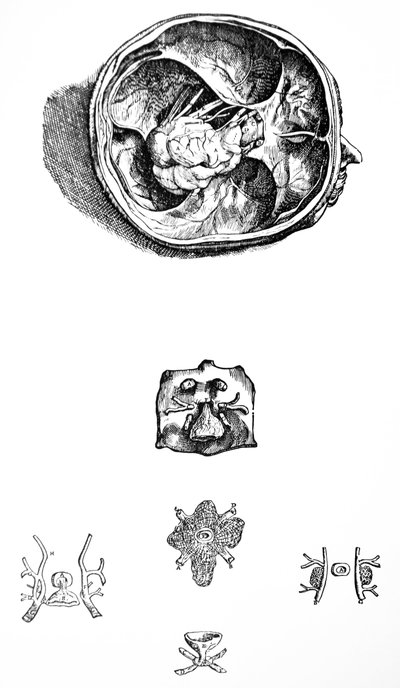 Platene fra den syvende boken til De Humani Corporis Fabrica av Andreas Vesalius