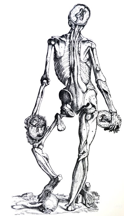 Platene fra den syvende boken til De Humani Corporis Fabrica av Andreas Vesalius
