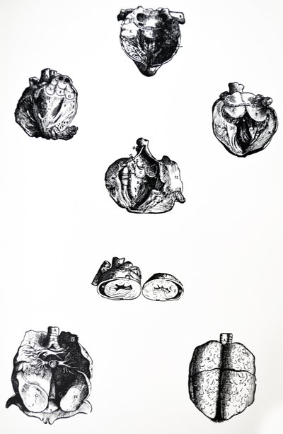 Platene fra den sjette boken til De Humani Corporis Fabrica av Andreas Vesalius