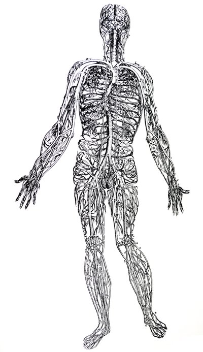 Platene fra den tredje boken til De Humani Corporis Fabrica av Andreas Vesalius
