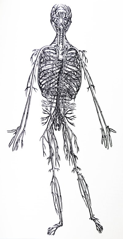 Platene fra den tredje boken til De Humani Corporis Fabrica av Andreas Vesalius
