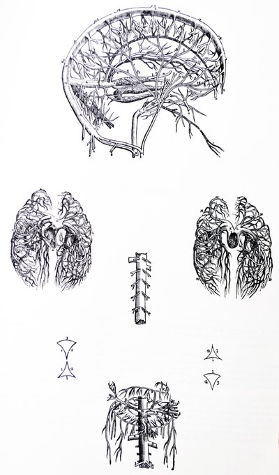 Platene fra den tredje boken til De Humani Corporis Fabrica av Andreas Vesalius