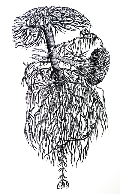 Platene fra den tredje boken til De Humani Corporis Fabrica av Andreas Vesalius