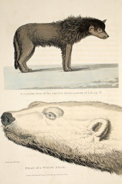 A Sledge Dog of the Arctic Highlander and the Head of a White Bear, illustrasjon fra 