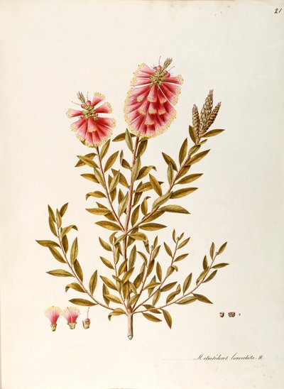 Crimson Bottlebrush (Callistemon citrinus Stapf), Myrtaceae, busk med vedvarende blader, hjemmehørende i Australia, akvarell av Angela Rossi Bottione