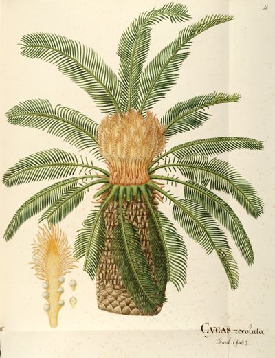Sagopalme (Cycas revoluta Thunb), Cycadaceae av Angela Rossi Bottione, akvarell av Angela Rossi Bottione