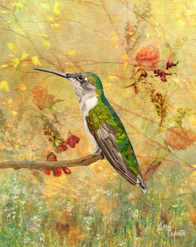 Gullkolibri-sitteplass av Angeles M. Pomata