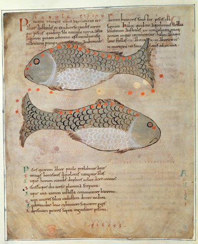 Cott Tib BV Par I 33v Konstellasjonen Fiskene fra 'Marvels of the East', ca. 1030 (vellum) av Anglo Saxon