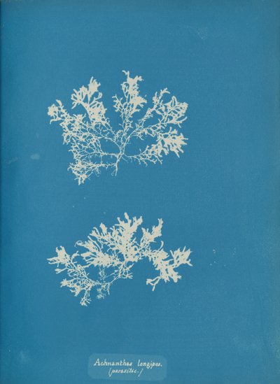 Achnanthes longipes. parasittisk., ca. 1853. av Anna Atkins