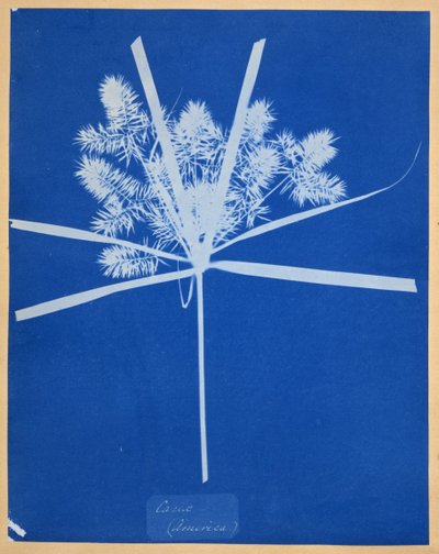 Carix (Amerika) av Anna Atkins