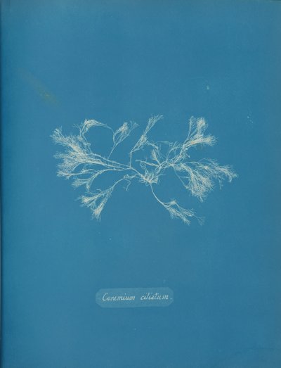 Ciliert keramikk, ca. 1853 av Anna Atkins