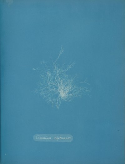 Gjennomsiktig keramikk, ca. 1853 av Anna Atkins