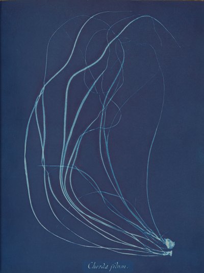 Trådsnor, ca. 1853 av Anna Atkins