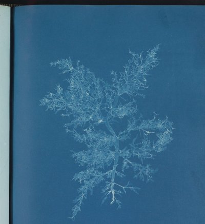 Chylocladia kaliformis av Anna Atkins