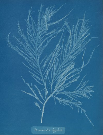Desmarestia liqulata, ca. 1853. av Anna Atkins