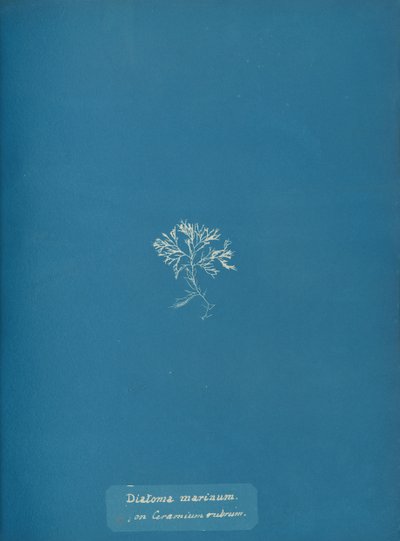Marine kiselalger på Ceramium rubrum, ca. 1853 av Anna Atkins