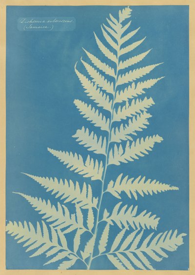 av Anna Atkins