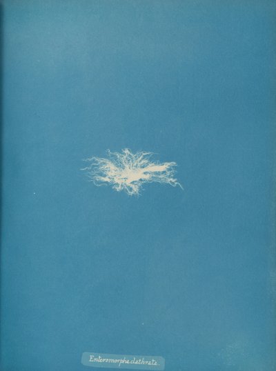 Enteromorpha clathrata, ca. 1853. av Anna Atkins