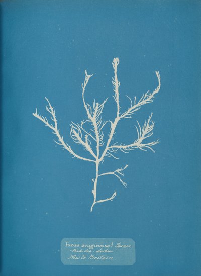Fucus aeruginosus Turner. Med. Sea Lisbon Ny for Storbritannia., ca. 1853. av Anna Atkins