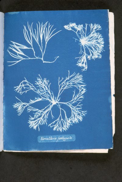 Furcelleria fastigiata, fra 
