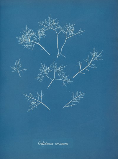 Kornealfrost, ca. 1853 av Anna Atkins