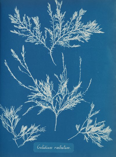 Gelidium rostratum, ca. 1853 av Anna Atkins