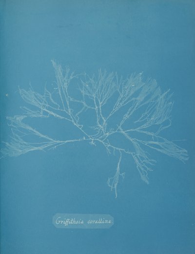 Coral Griffithsia, ca. 1853. av Anna Atkins