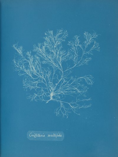 Griffithsia multifida, ca. 1853. av Anna Atkins