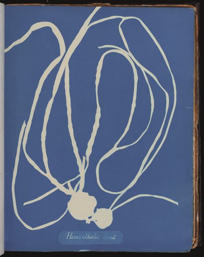 Himanthalia lorea fra Photographs of British Algæ (cyanotype) av Anna Atkins