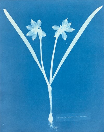 Leucojam Varium av Anna Atkins av Anna Atkins