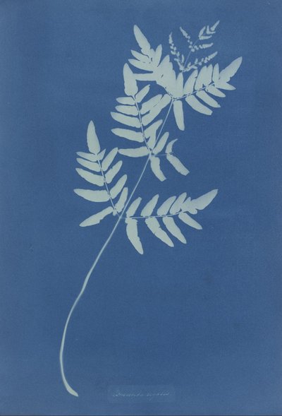 av Anna Atkins