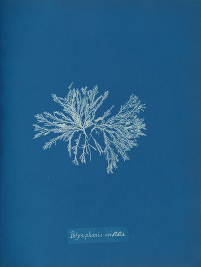 Polysiphonia cristata, ca. 1853. av Anna Atkins