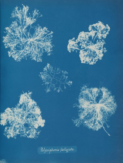 Polysiphonia fastigiata, ca. 1853. av Anna Atkins