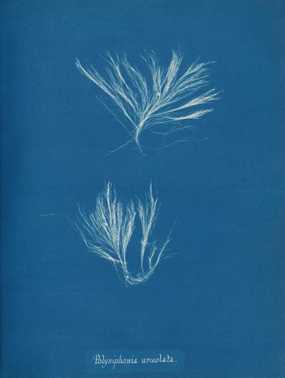 Polysiphonia urceolata, ca. 1853. av Anna Atkins