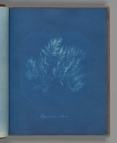 Polysiphonia violacea av Anna Atkins