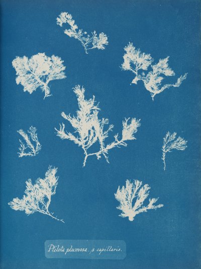 Ptilota plumosa. ß kapillærer, ca. 1853. av Anna Atkins