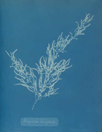 Sargassum bacciferum, ca. 1853. av Anna Atkins