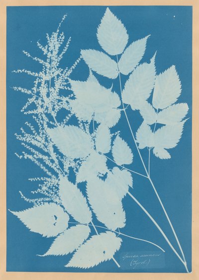  av Anna Atkins