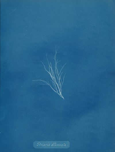 Striaria svekket, ca. 1853. av Anna Atkins