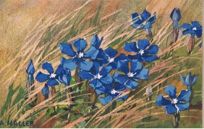 Blå valerian, postkort, 1940-tallet av Anna Haller