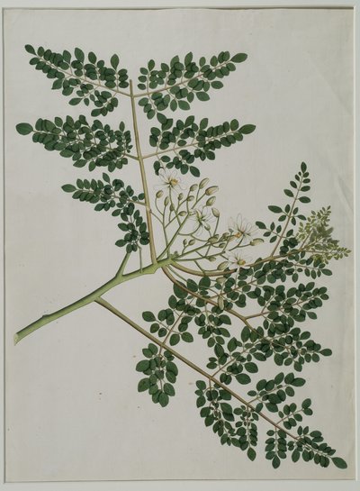 Moringa oleifera, også kalt pepperrottre, eller trommestikktre (akvarell på papir) av Anna Maria Jones