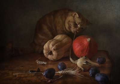 Curious Cat Harvest av Anna Petina