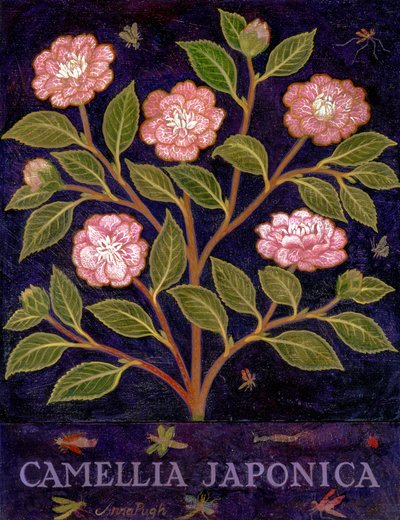 Kamelia av Anna Pugh