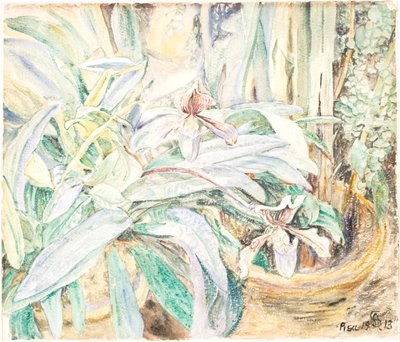 Orkideer, Botanisk hage, Pisa av Anna Syberg